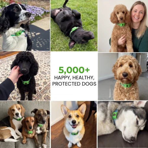 Wildly™ 12 Months Flea and Tick Free