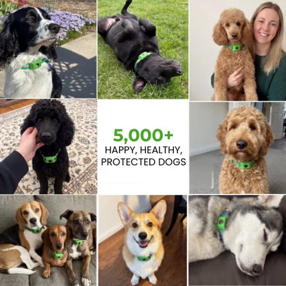Wildly™ 12 Months Flea and Tick Free